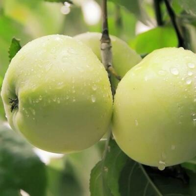 Саженцы яблони оптом в Твери