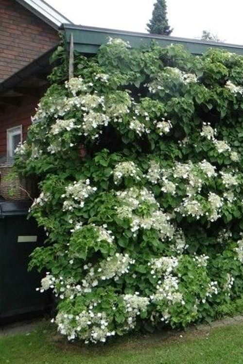 гортензия черешковая на стену.jpg