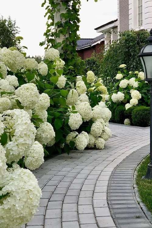 гортензия изгородь.jpg