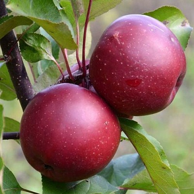 Яблоня красномясая в Твери