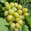 Виноград в Твери