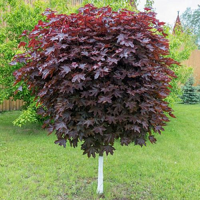 Клен красный в Твери