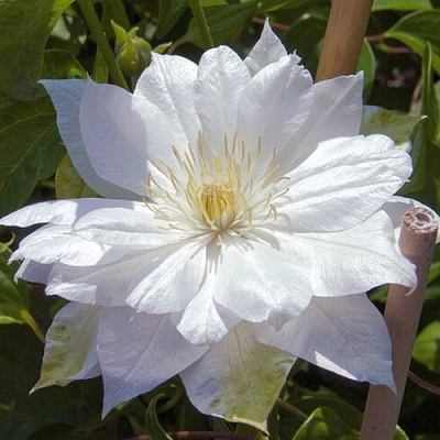 Клематис ДАЧЕСС ОФ ЭДИНБУРГ в Твери