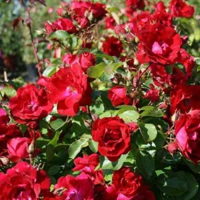 Роза ЧАМПЛЕЙН флорибунда в Твери
