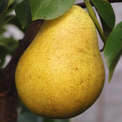 Крупная в Твери