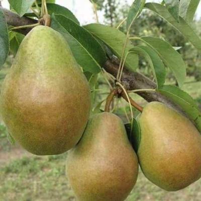 Груша СТАРИЙСКАЯ в Твери