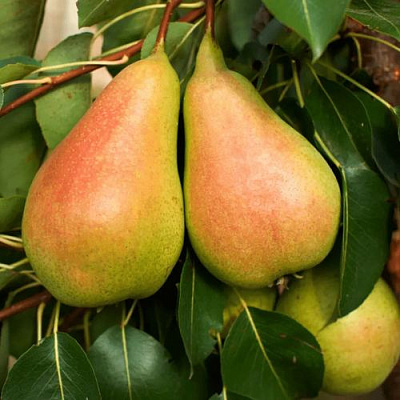 Сладкая в Твери