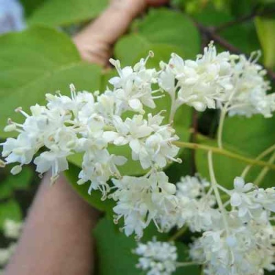 Сирень АМУРСКАЯ в Твери