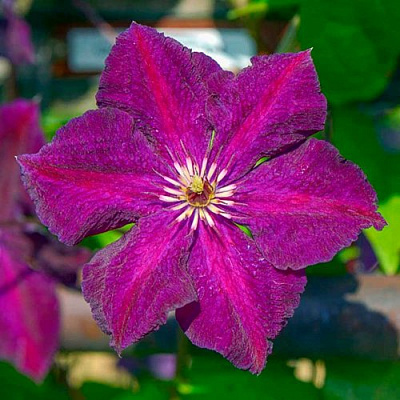 Клематис ГРЮНВАЛЬД в Твери