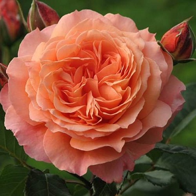 Роза шраб в Твери