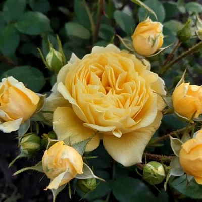 Роза флорибунда в Твери