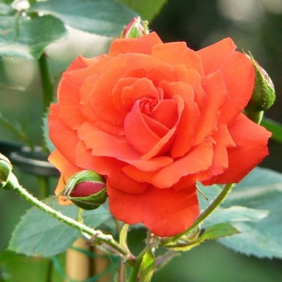 Роза АНЖЕЛИКА чайно-гибридная  в Твери