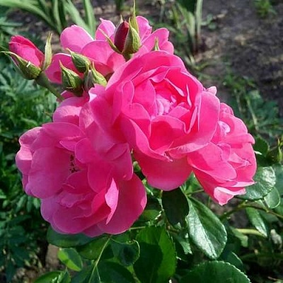 Роза АНГЕЛА флорибунда в Твери