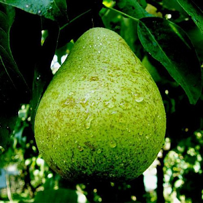 Зеленая в Твери