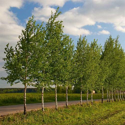 Береза обыкновенная в Твери