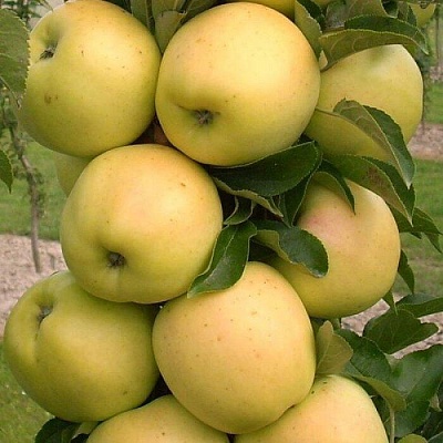 Яблоня колонновидная в Твери