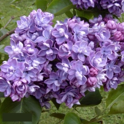 Сирень АМИ ШОТТ в Твери
