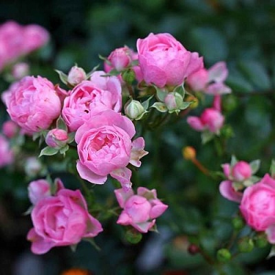 Роза полиантовая в Твери