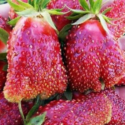 Клубника КУПЧИХА в Твери