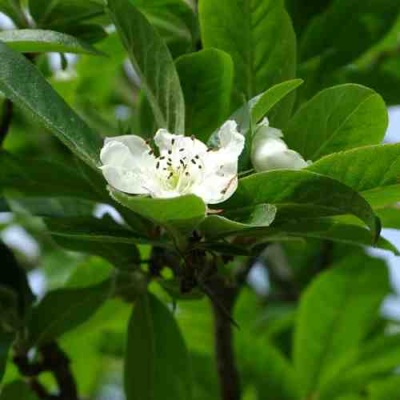МУШМУЛА  в Твери