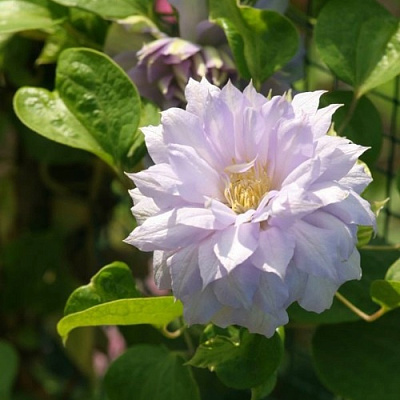 Клематис БЕЛЬ ОФ ВОРКИНГ в Твери