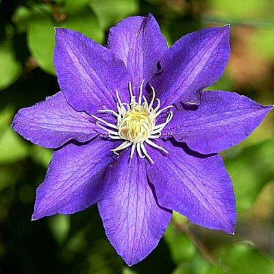 Клематис ЗЕ ПРЕЗИДЕНТ в Твери