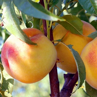 Персики в Твери