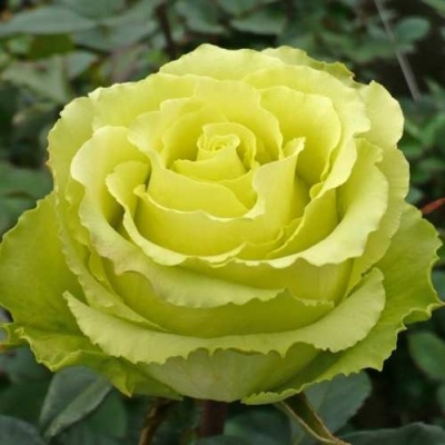 Роза ЛИМБО (ДОЛЛАР) чайно-гибридная  в Твери