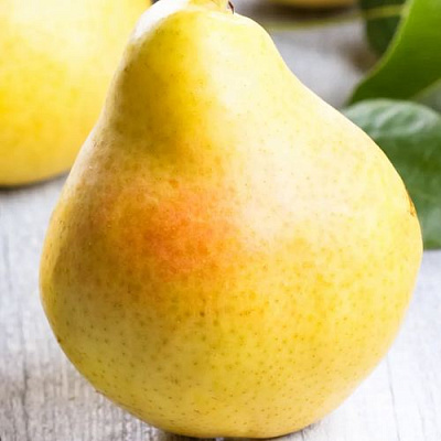 Желтая в Твери