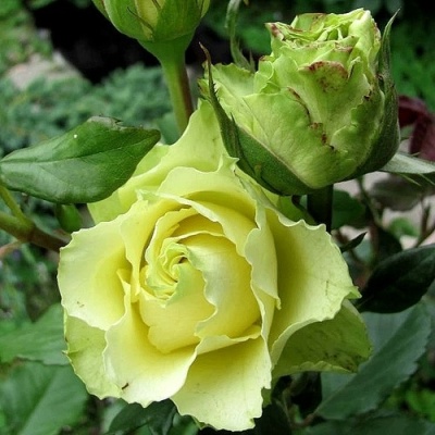 Роза ЛИМБО (ДОЛЛАР) чайно-гибридная  в Твери
