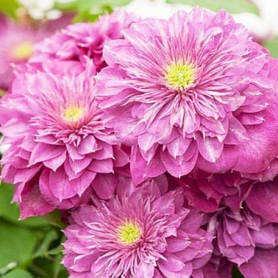 Клематис КАЙЗЕР в Твери