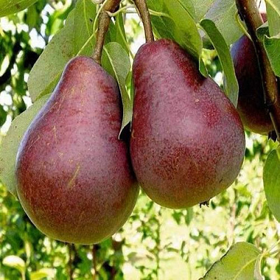 Красная в Твери