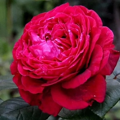Роза 4 ВЕТРОВ флорибунда  в Твери