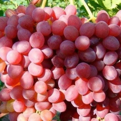 Виноград КИШМИШ КРАСНЫЙ в Твери