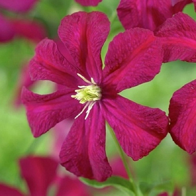 Клематис МАДАМ ДЖУЛИЯ КОРРЕВОН в Твери