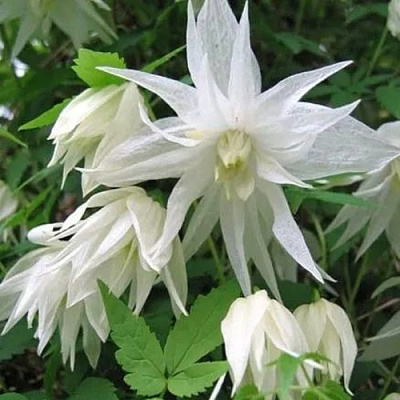 Княжик АЛЬБИНА ПЛЕНА белый махровый в Твери