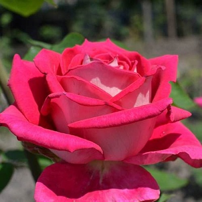 Чайно-гибридная роза в Твери