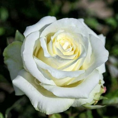 Роза АНАСТАСИЯ чайно-гибридная  в Твери