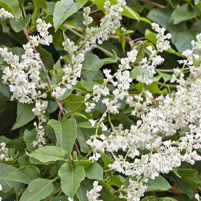 Фаллопия АУБЕРТА в Твери