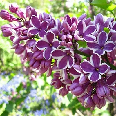 Сирень СЕНСАЦИЯ (привитая) в Твери