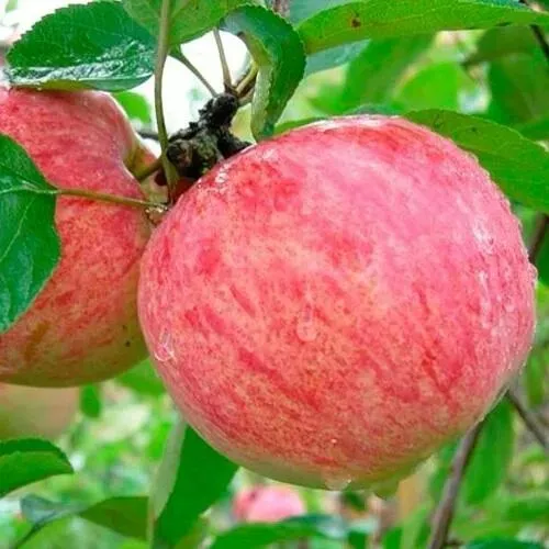 Яблоня КОРИЧНОЕ ПОЛОСАТОЕ в Твери