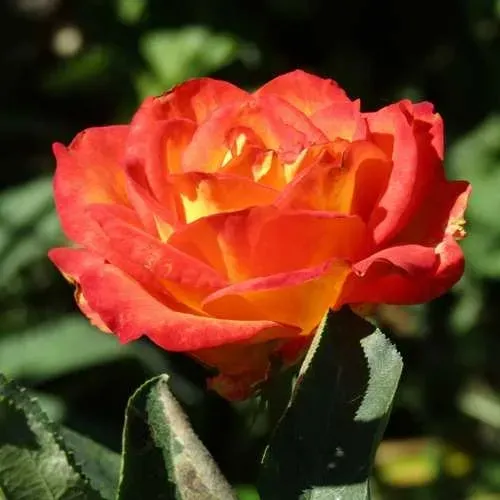 Роза ЛИНА чайно-гибридная  в Твери