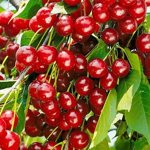 Вишня БРУСНИЦЫНА степная в Твери