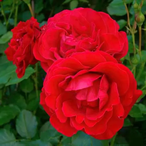 Роза флорибунда НОРДИЯ в Твери