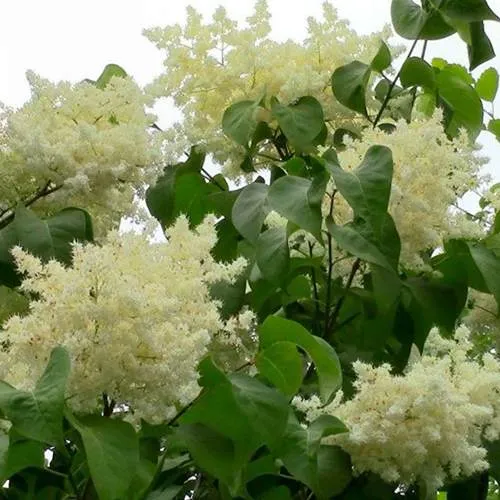 Сирень АМУРСКАЯ в Твери