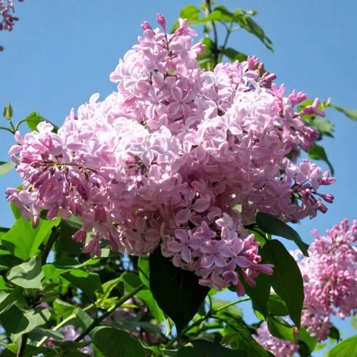Сирень БУФФОН в Твери